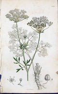 Antique Old Print Green White Flower Smith Sowerby 1847 British Plants Botany