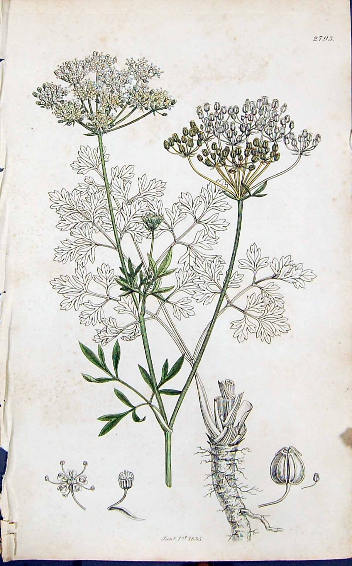 Antique Old Print Green White Flower Smith Sowerby 1847 British Plants Botany