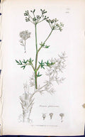 Antique Old Print Trinia Glaherrima Smith Sowerby 1847 British Plants Botany