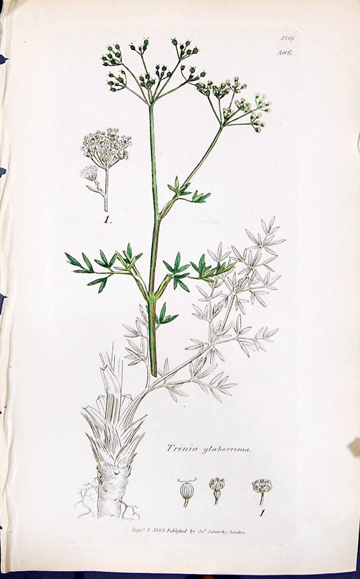 Antique Old Print Trinia Glaherrima Smith Sowerby 1847 British Plants Botany