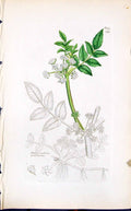 Old Print Helosciadum Nodiflorum Smith Sowerby 1847 British Plants Botany 19th