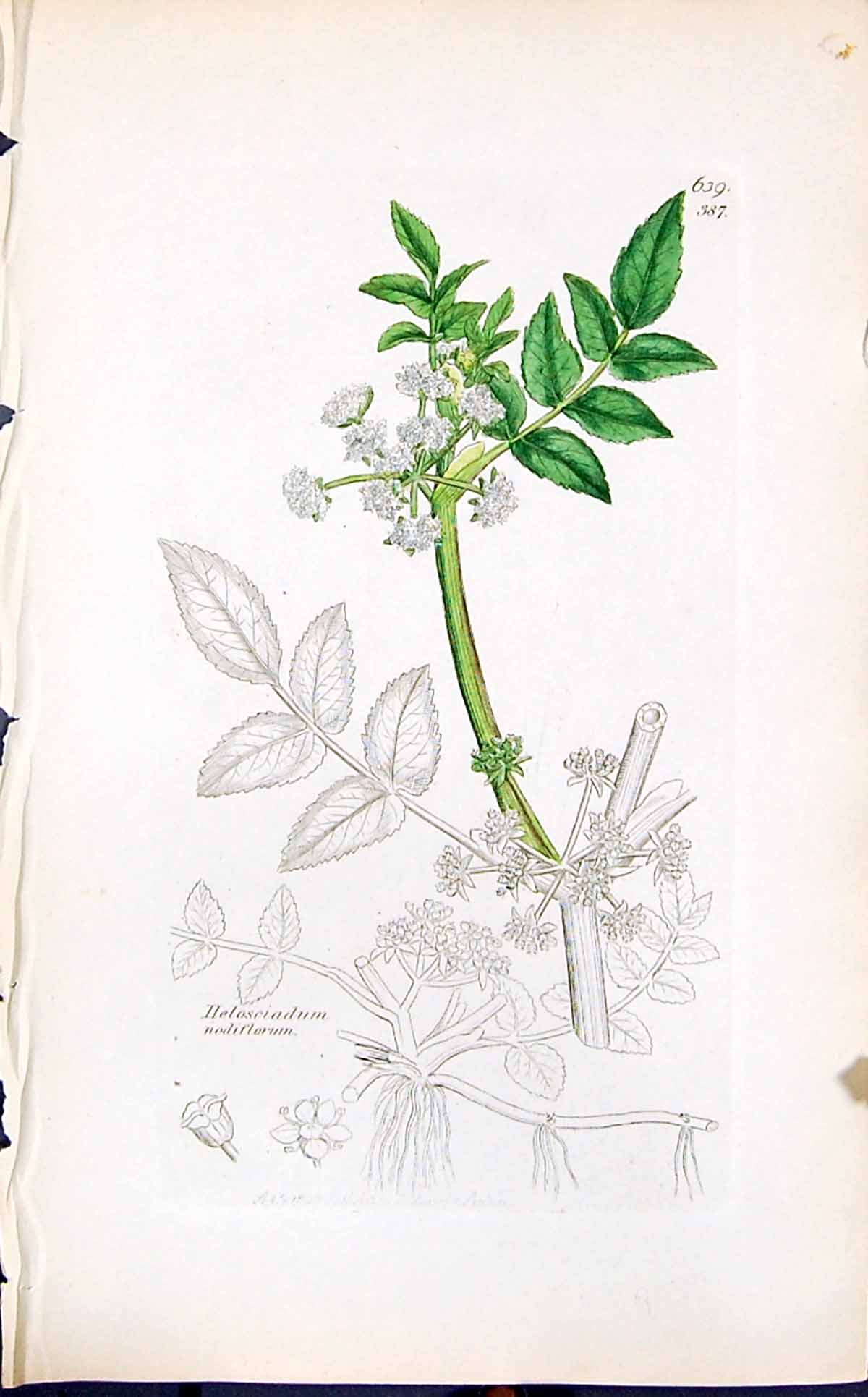 Old Print Helosciadum Nodiflorum Smith Sowerby 1847 British Plants Botany 19th