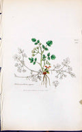 Antique Old Print Heloseiadum Repens Smith Sowerby 1847 British Plants Botany