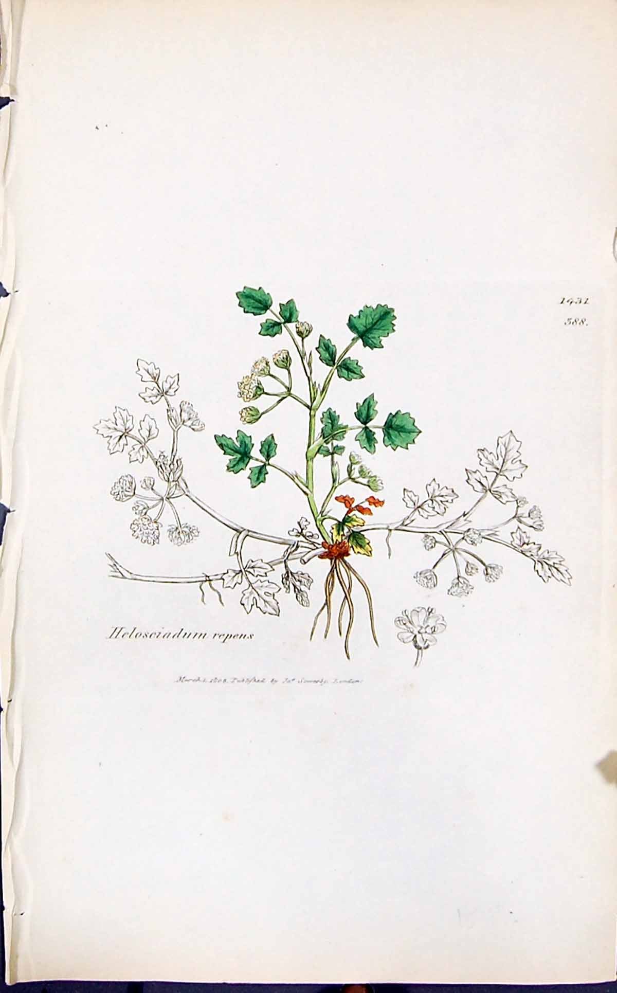 Antique Old Print Heloseiadum Repens Smith Sowerby 1847 British Plants Botany