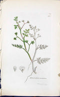 Old Print Heloseiadum Inundatum Smith Sowerby 1847 British Plants Botany 19th