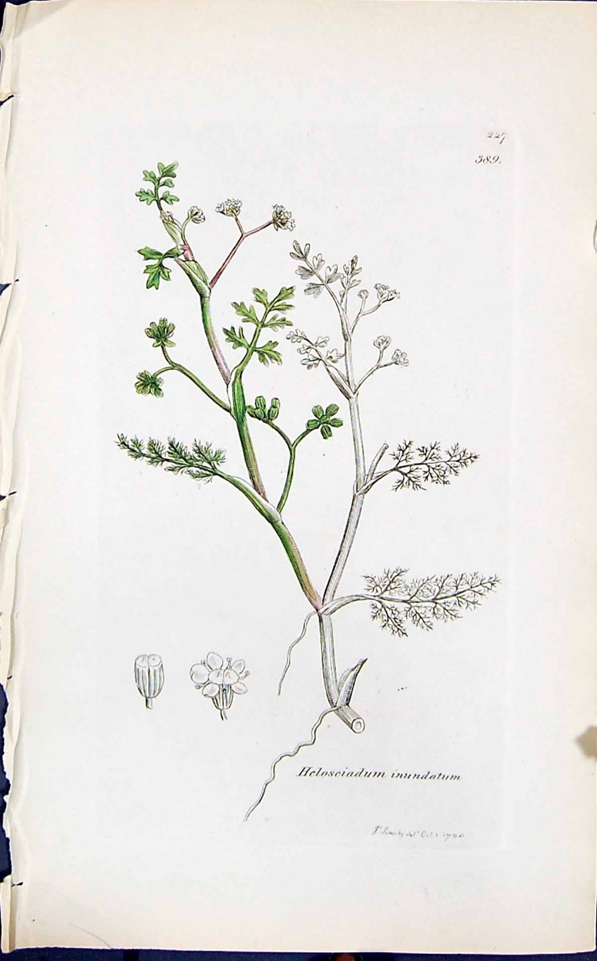 Old Print Heloseiadum Inundatum Smith Sowerby 1847 British Plants Botany 19th