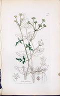 Antique Print Sison Amomum Colour Smith Sowerby 1847 British Plants Botany 19th