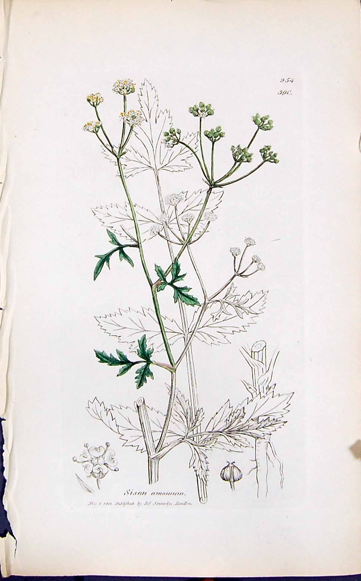 Antique Print Sison Amomum Colour Smith Sowerby 1847 British Plants Botany 19th