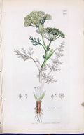 Antique Old Print Carum Carui Colour Smith Sowerby 1847 British Plants Botany