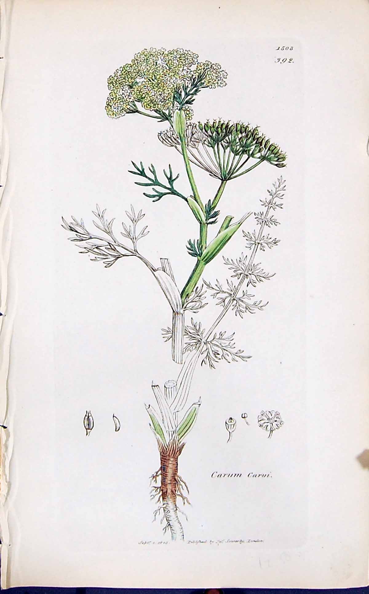 Antique Old Print Carum Carui Colour Smith Sowerby 1847 British Plants Botany