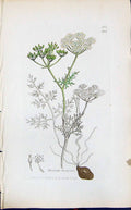 Antique Old Print Bunium Flexuosum Smith Sowerby 1847 British Plants Botany