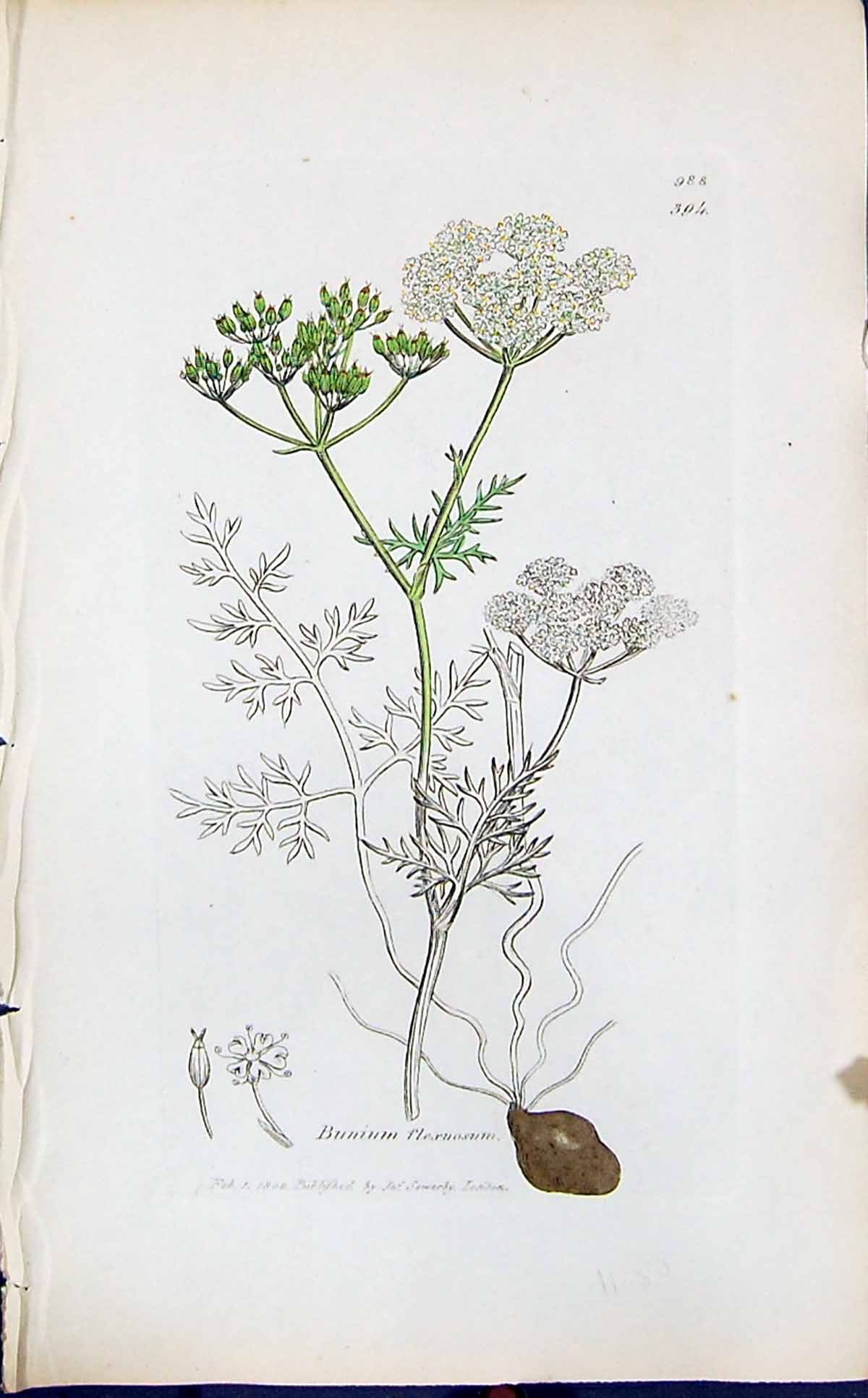 Antique Old Print Bunium Flexuosum Smith Sowerby 1847 British Plants Botany
