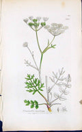 Antique Print Pimpinella Saxifraga Smith Sowerby 1847 British Plants Botany