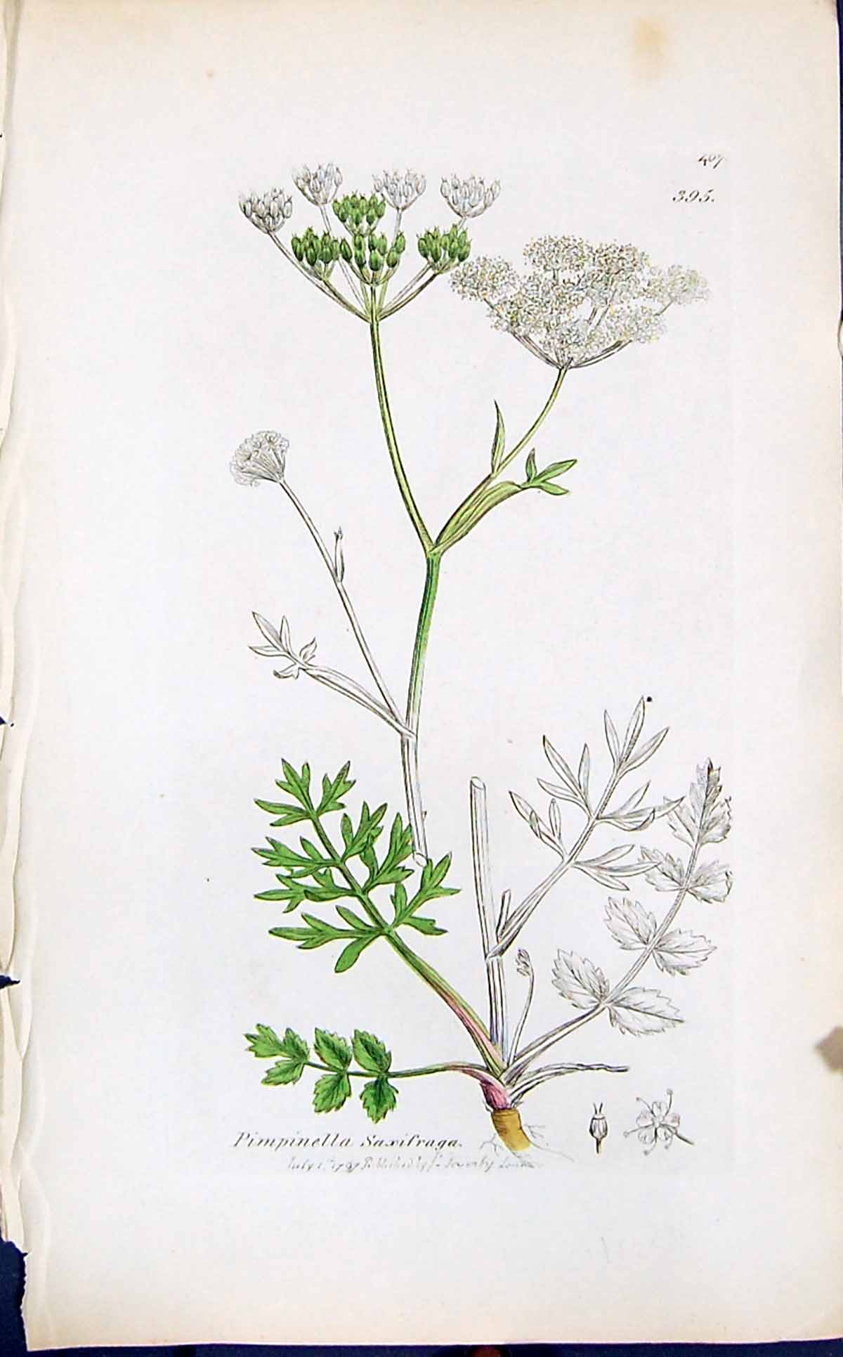 Antique Print Pimpinella Saxifraga Smith Sowerby 1847 British Plants Botany