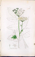 Antique Old Print Pimpinella Magna Smith Sowerby 1847 British Plants Botany