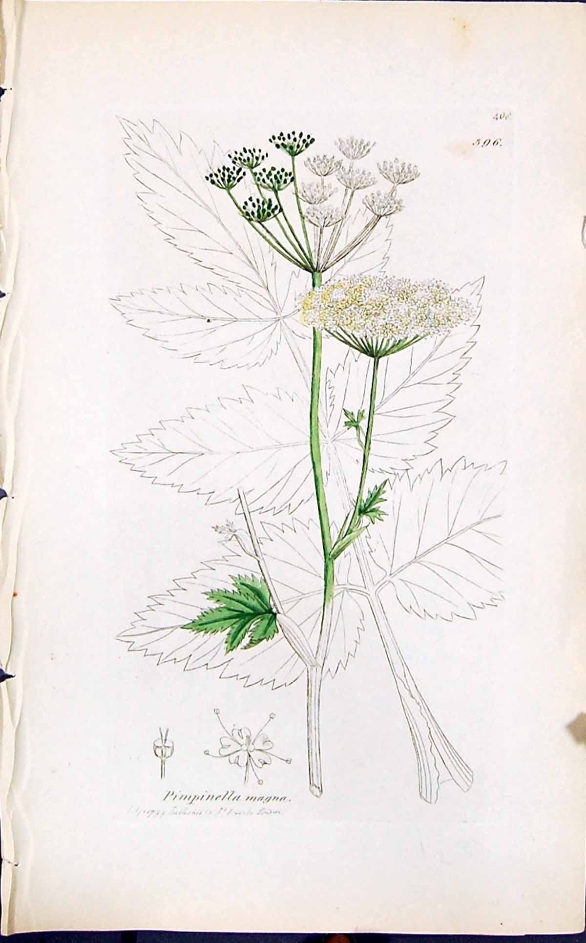Antique Old Print Pimpinella Magna Smith Sowerby 1847 British Plants Botany