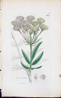 Old Print Sium Latifolium Colour Smith Sowerby 1847 British Plants Botany 19th