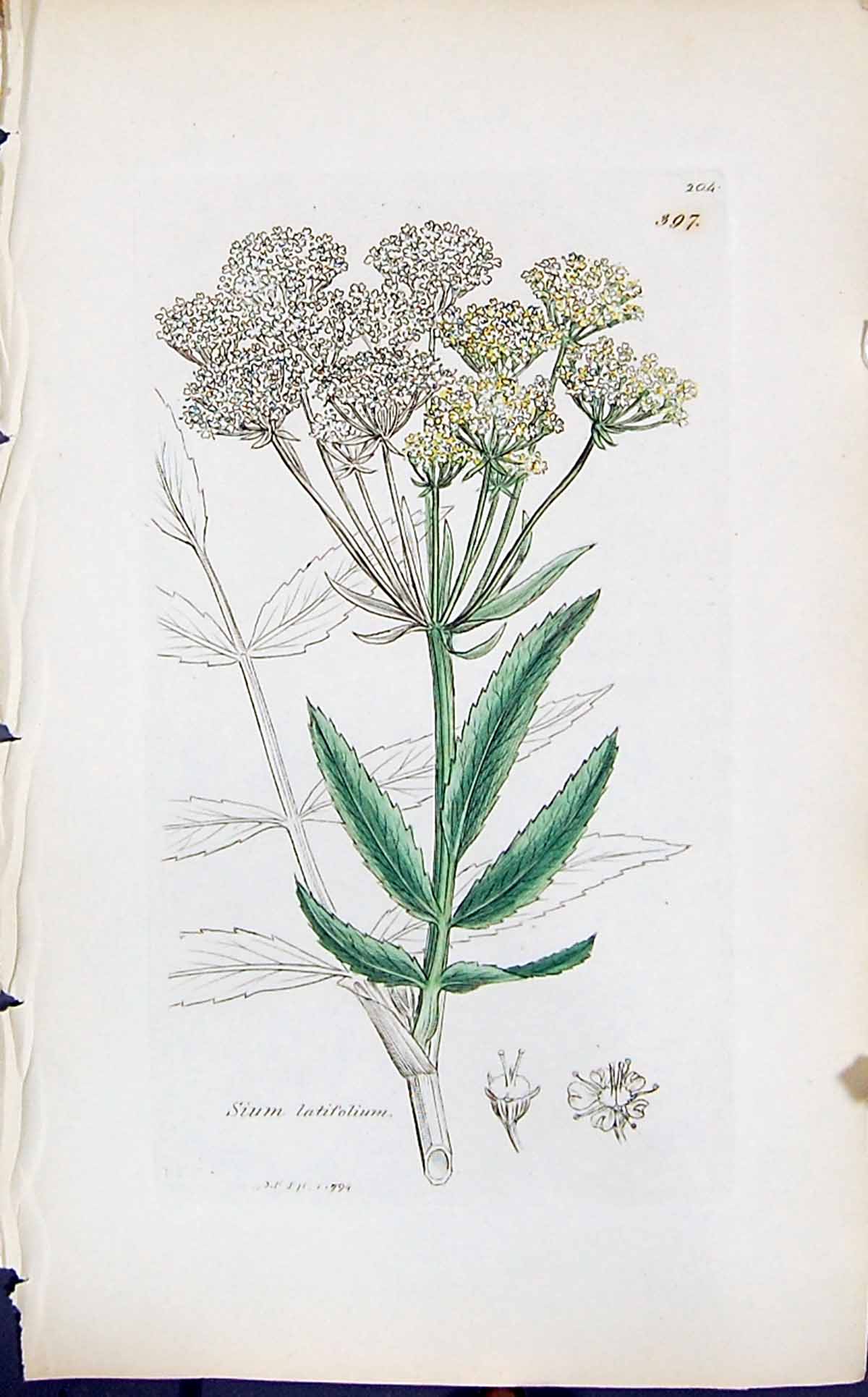 Old Print Sium Latifolium Colour Smith Sowerby 1847 British Plants Botany 19th