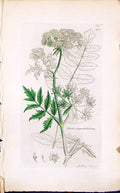 Antique Old Print Sium Angustifloium Smith Sowerby 1847 British Plants Botany