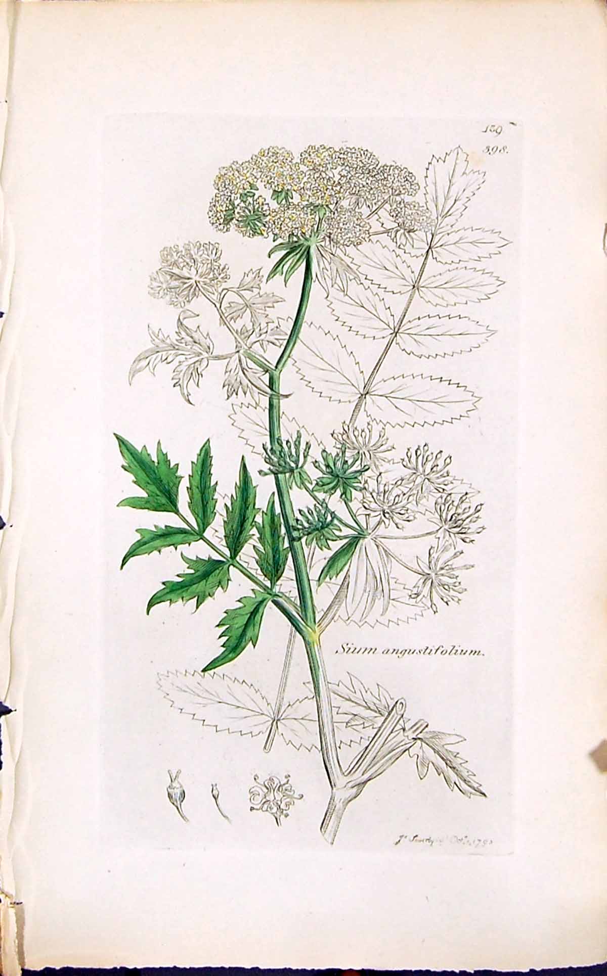 Antique Old Print Sium Angustifloium Smith Sowerby 1847 British Plants Botany