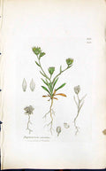 Antique Print Bupleurum Odontites Smith Sowerby 1847 British Plants Botany 19th