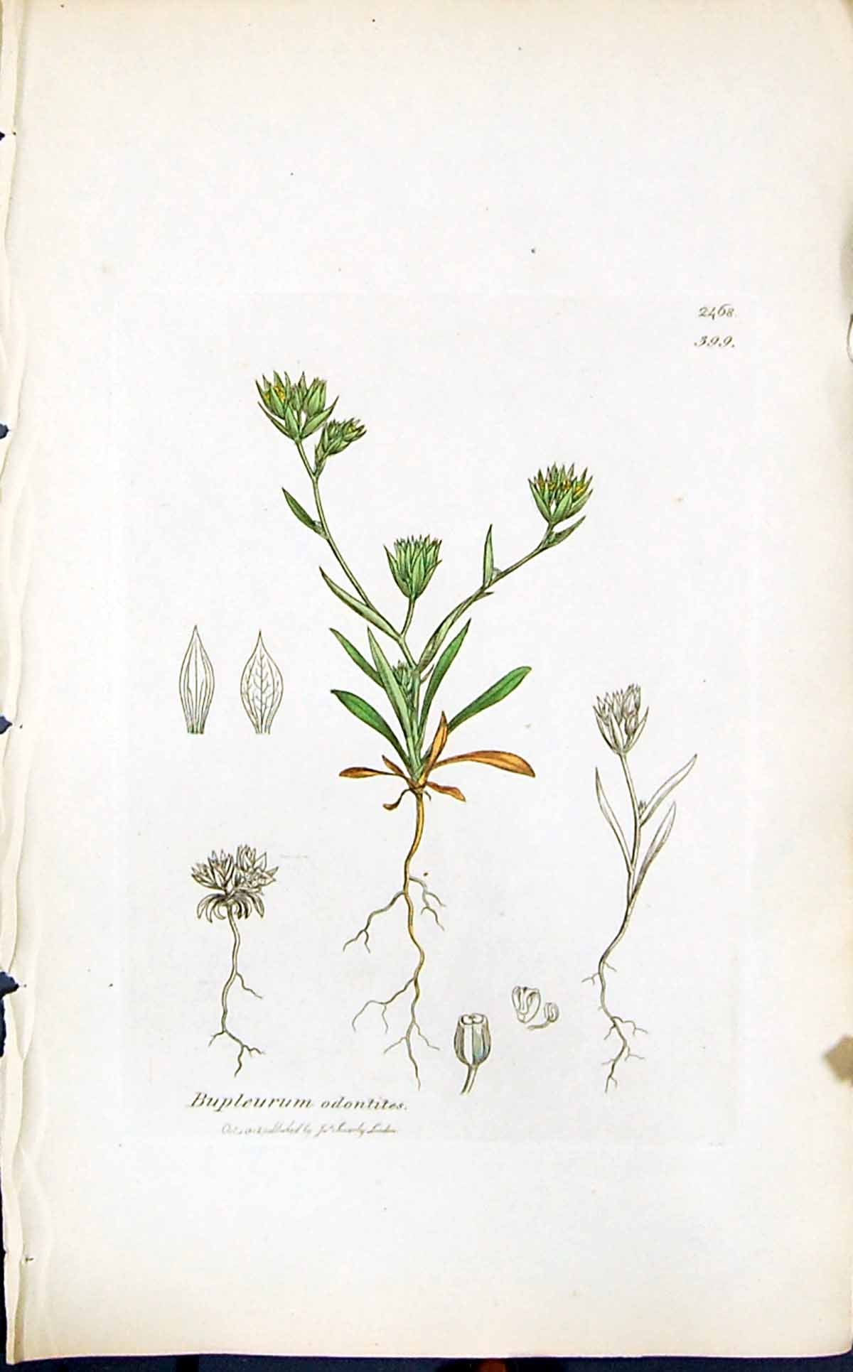 Antique Print Bupleurum Odontites Smith Sowerby 1847 British Plants Botany 19th