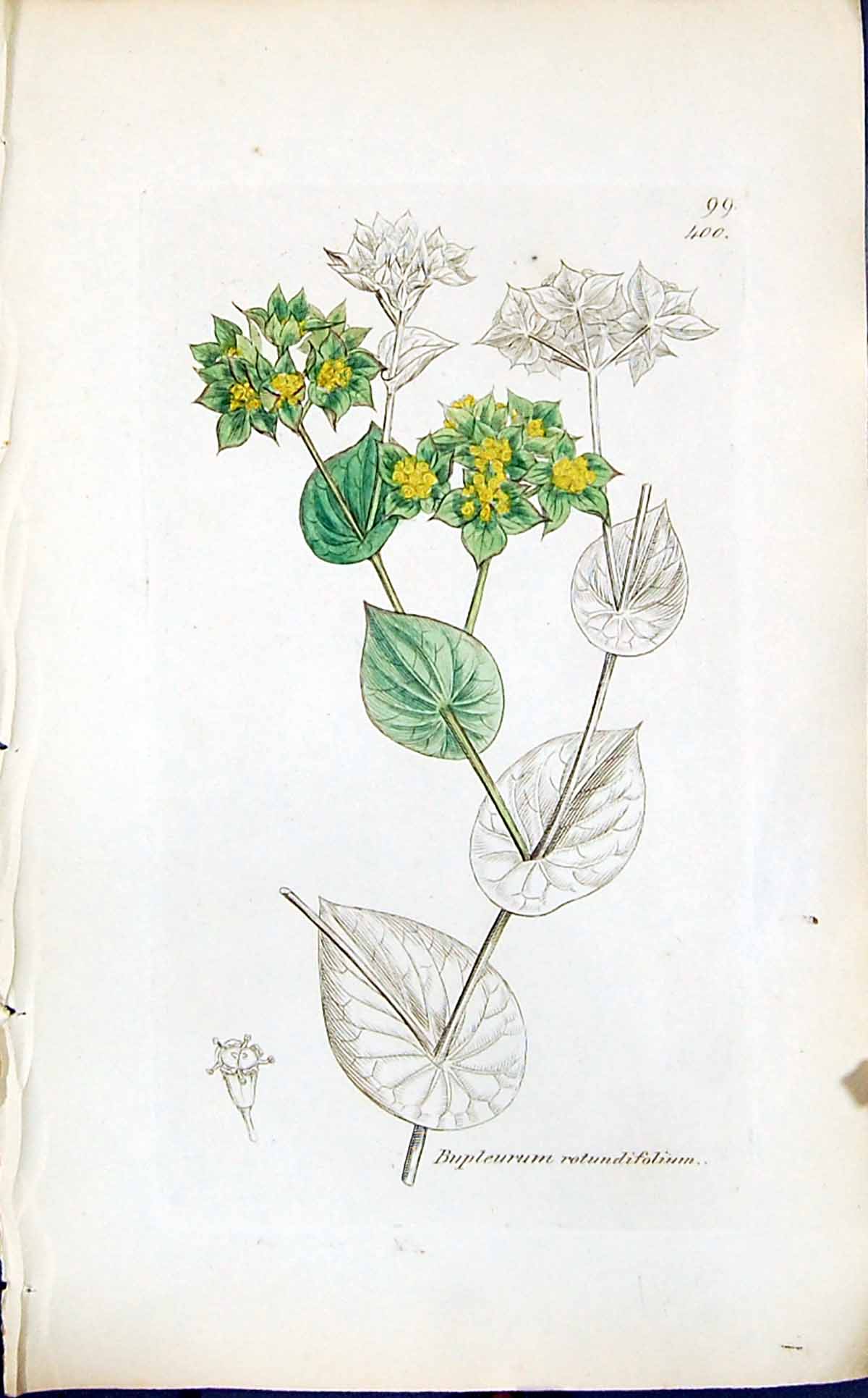 Old Bupleurum Rotundifolium Smith Sowerby 1847 British Plants Botany Victorian