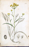 Antique Print Yellow Green Flower Smith Sowerby 1847 British Plants Botany 19th