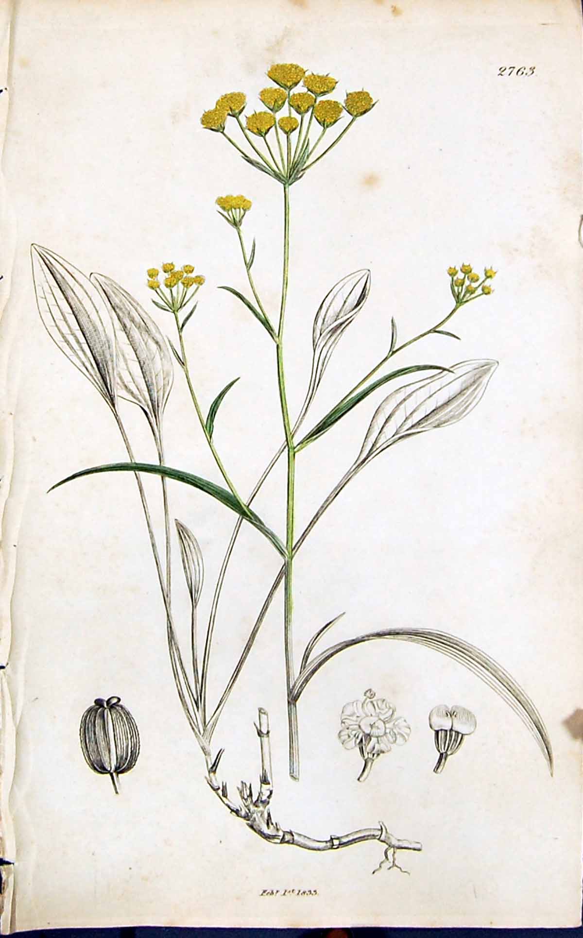 Antique Print Yellow Green Flower Smith Sowerby 1847 British Plants Botany 19th