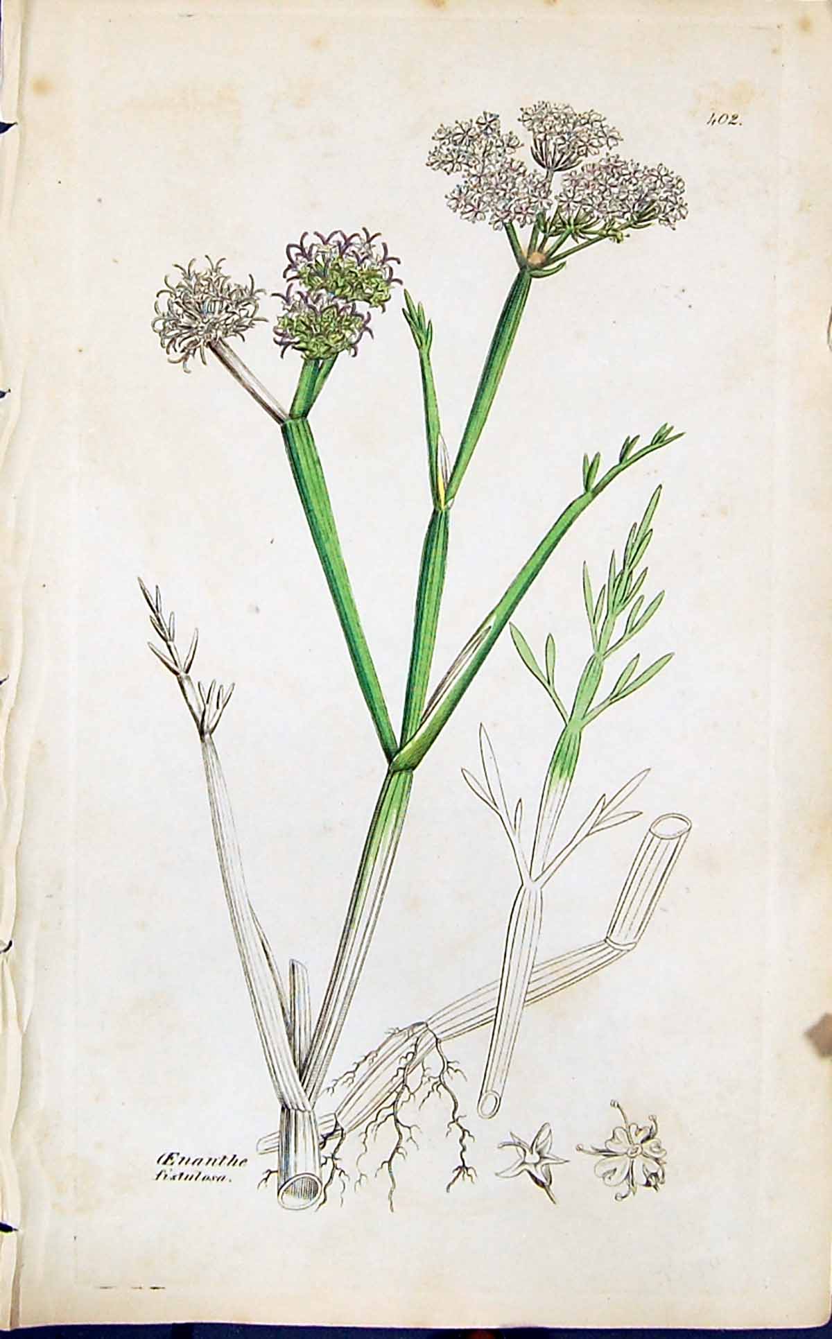 Antique Old Print Oenanthe Fistulosa Smith Sowerby 1847 British Plants Botany