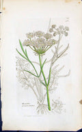 Old Print Oeanthe Pimpinelloides Smith Sowerby 1847 British Plants Botany 19th