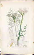 Old Print Oeanthe Peucedanifolia Smith Sowerby 1847 British Plants Botany 19th