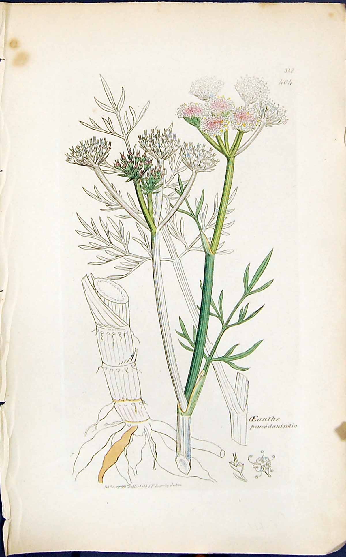 Old Print Oeanthe Peucedanifolia Smith Sowerby 1847 British Plants Botany 19th