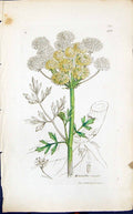 Antique Old Print Oenanthe Erocata Smith Sowerby 1847 British Plants Botany