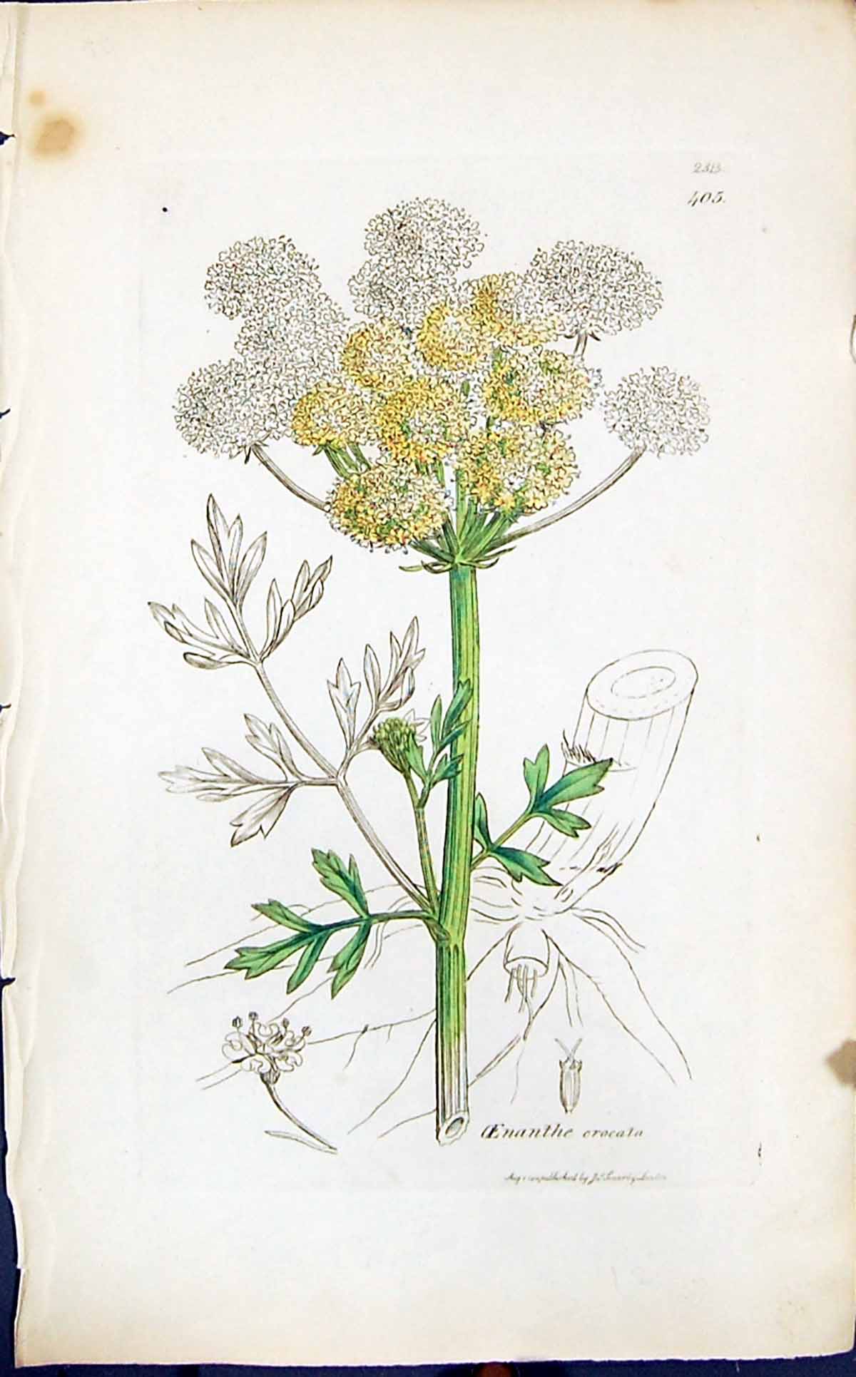 Antique Old Print Oenanthe Erocata Smith Sowerby 1847 British Plants Botany