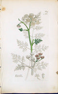 Old Print Oenanthe Phellandrium Smith Sowerby 1847 British Plants Botany 19th