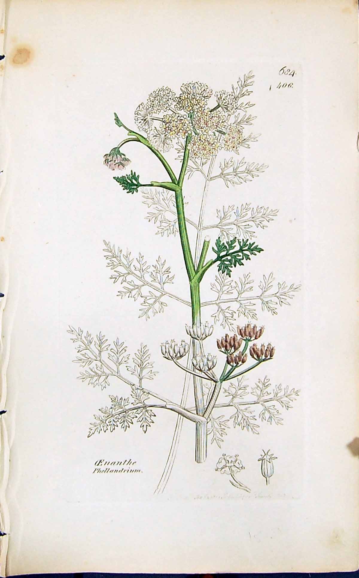 Old Print Oenanthe Phellandrium Smith Sowerby 1847 British Plants Botany 19th