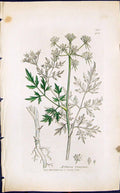 Antique Old Print Aethusa Cynapium Smith Sowerby 1847 British Plants Botany