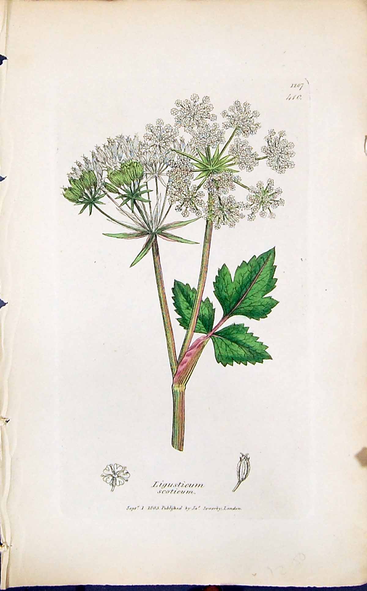 Antique Print Ligusticum Scotieum Smith Sowerby 1847 British Plants Botany 19th