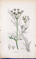 Antique Old Print Silaus Pratensis Smith Sowerby 1847 British Plants Botany