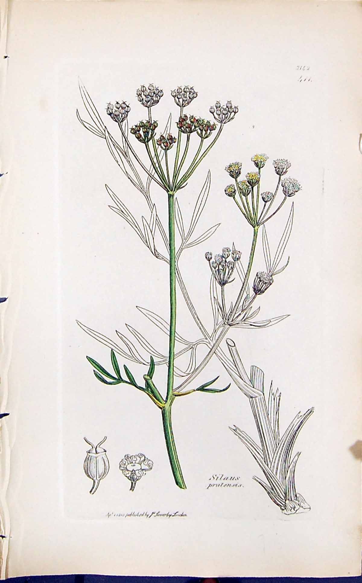 Antique Old Print Silaus Pratensis Smith Sowerby 1847 British Plants Botany