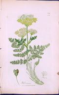 Antique Old Print Meum Athemantieum Smith Sowerby 1847 British Plants Botany