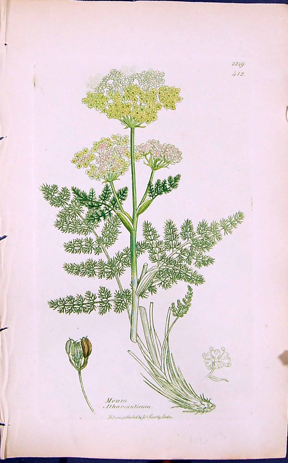Antique Old Print Meum Athemantieum Smith Sowerby 1847 British Plants Botany