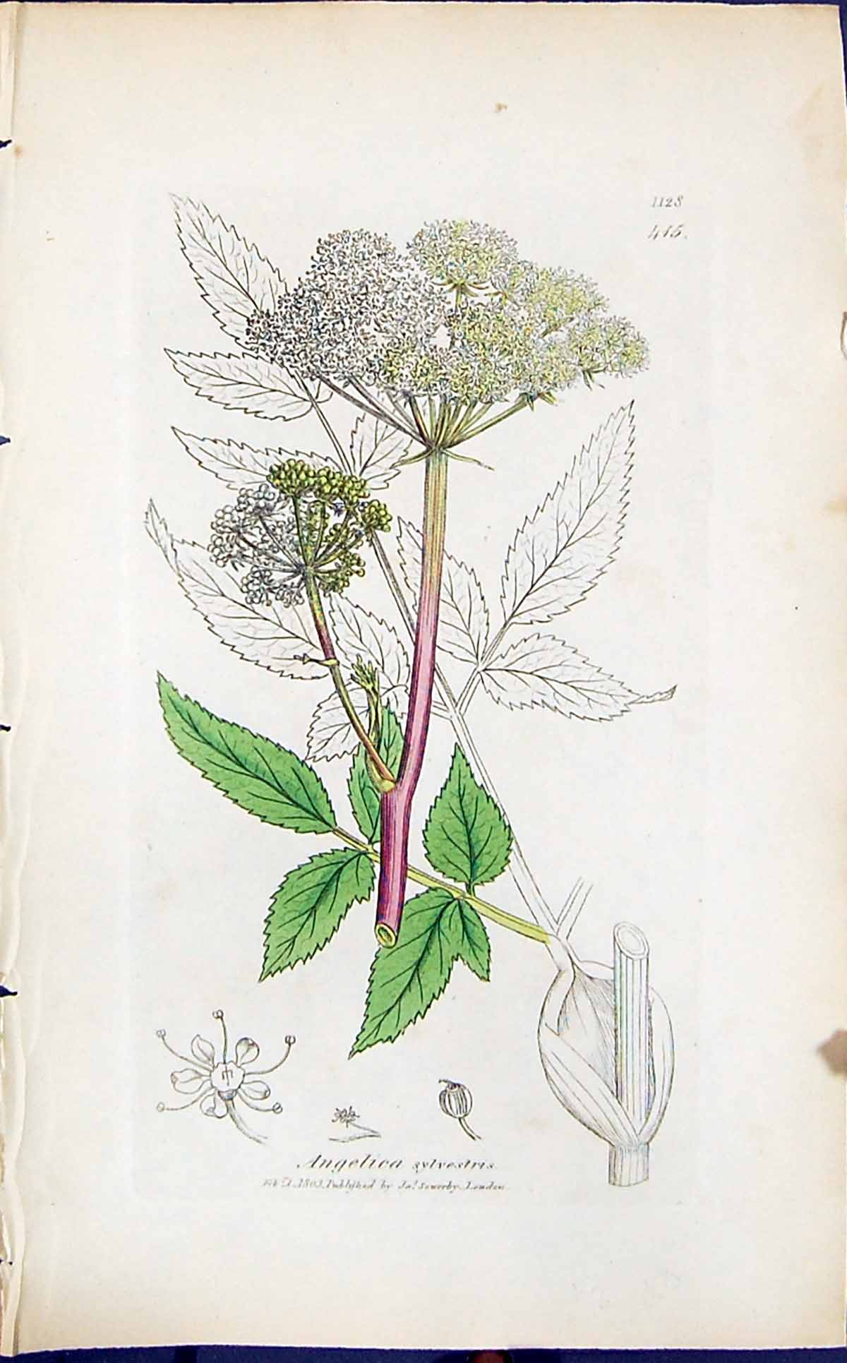 Antique Print Angelica Sylvestris Smith Sowerby 1847 British Plants Botany 19th