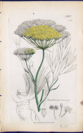 Old Print Peucedanum Officinale Smith Sowerby 1847 British Plants Botany 19th