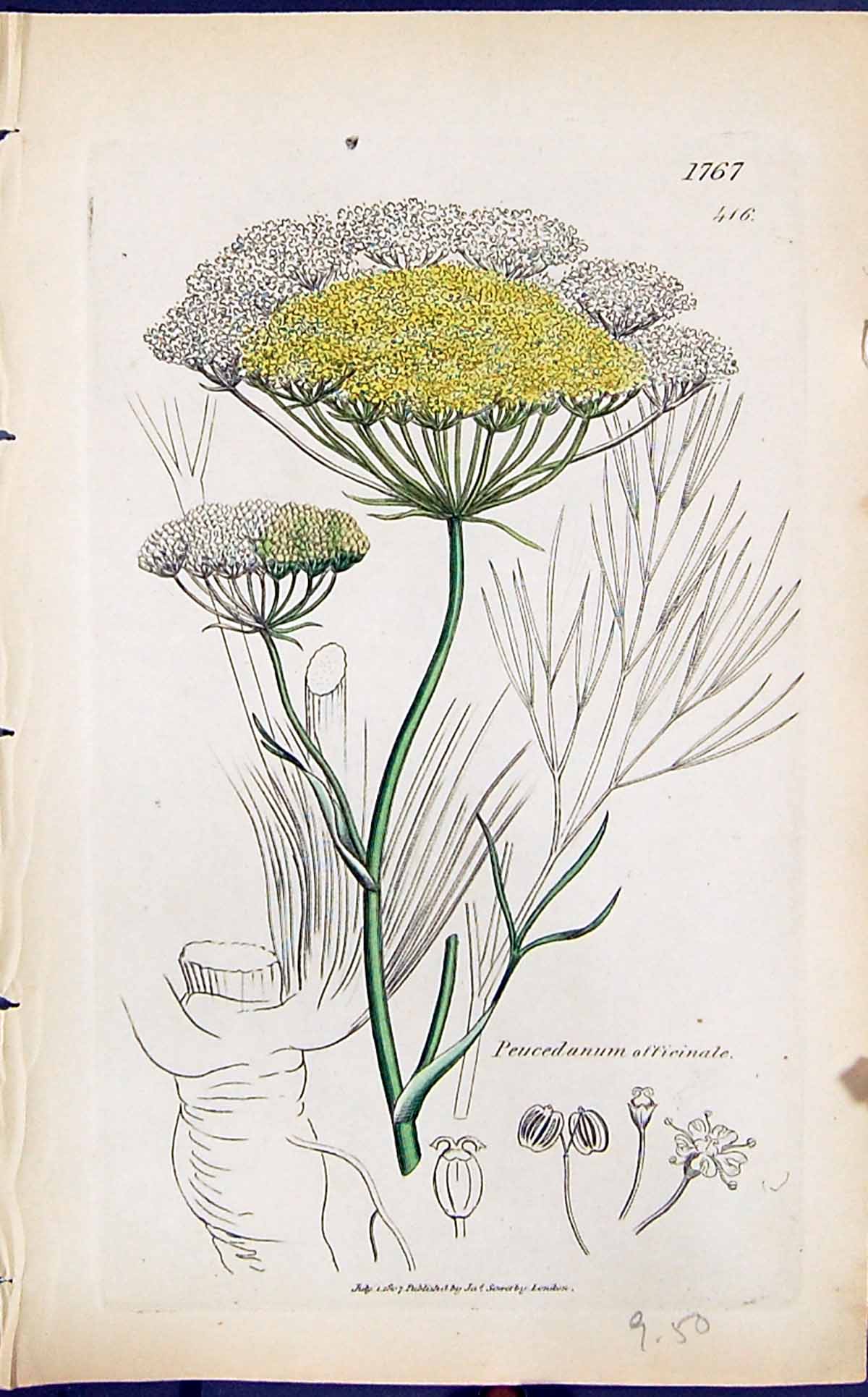 Old Print Peucedanum Officinale Smith Sowerby 1847 British Plants Botany 19th