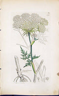 Antique Print Peucidanum Palustre Smith Sowerby 1847 British Plants Botany 19th