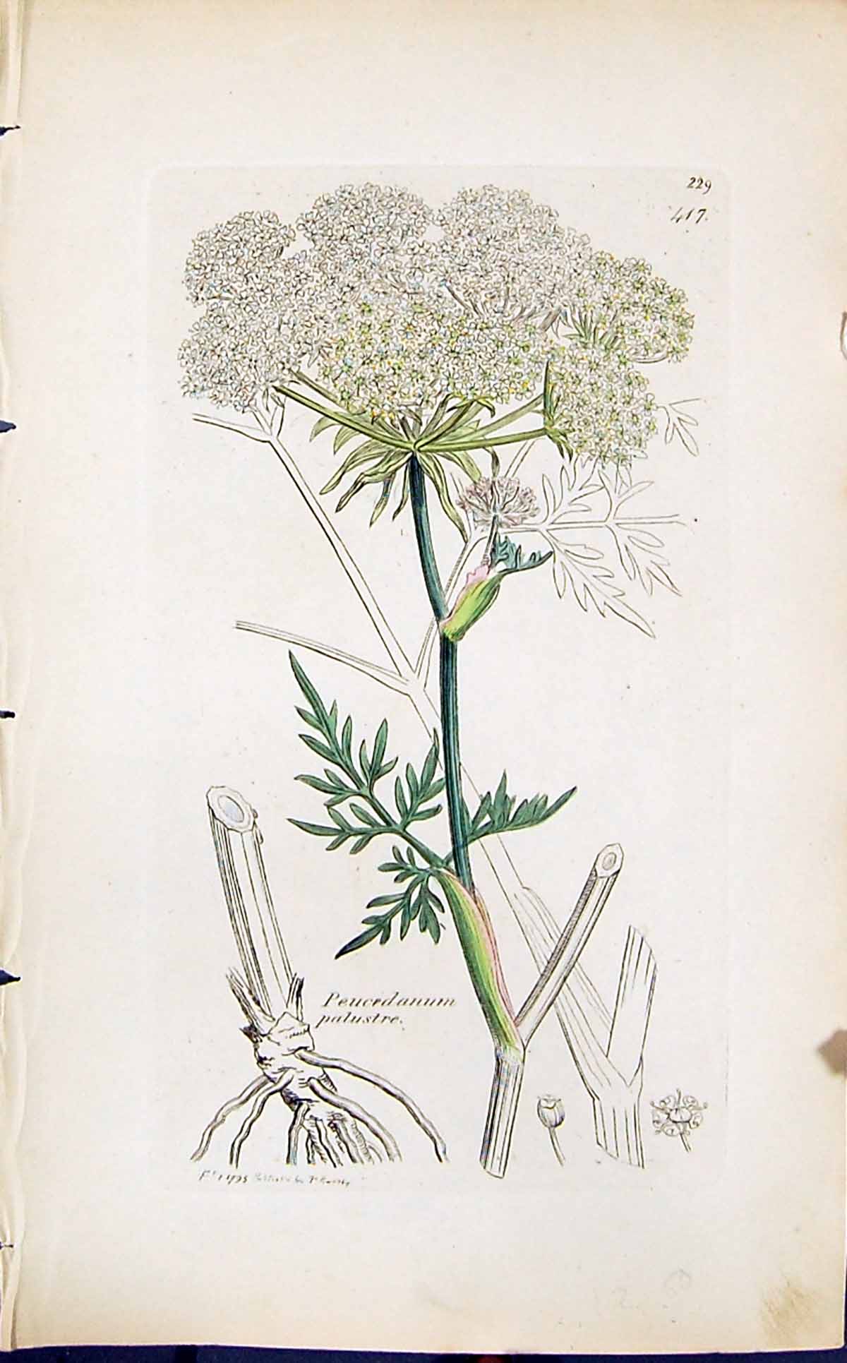 Antique Print Peucidanum Palustre Smith Sowerby 1847 British Plants Botany 19th