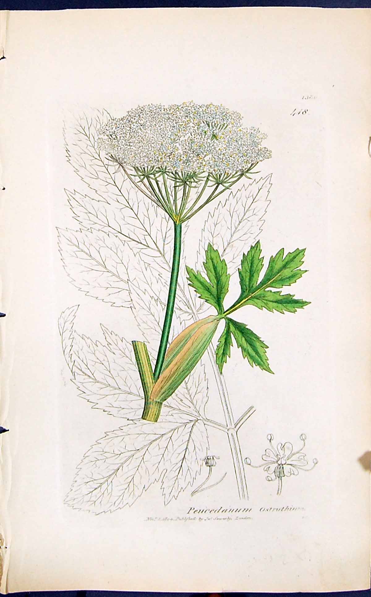 Old Print Peucedadnum Ostruthium Smith Sowerby 1847 British Plants Botany 19th