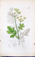 Antique Old Print Pastinacea Sativa Smith Sowerby 1847 British Plants Botany